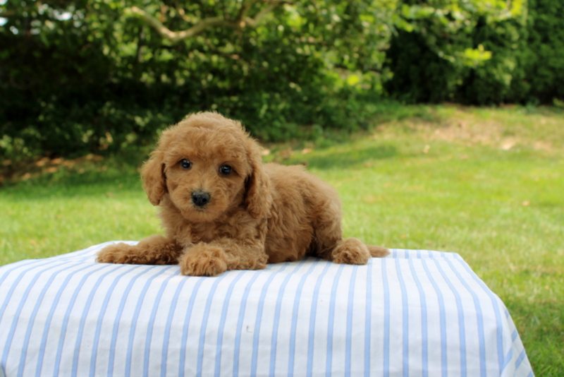 puppy, for, sale, Mini Goldendoodle F1B, Matthew B. Stoltzfus, dog, breeder, Gap, PA, dog-breeder, puppy-for-sale, forsale, nearby, find, puppyfind, locator, puppylocator, aca
